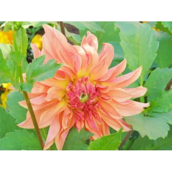 Orange Dahlia Plant